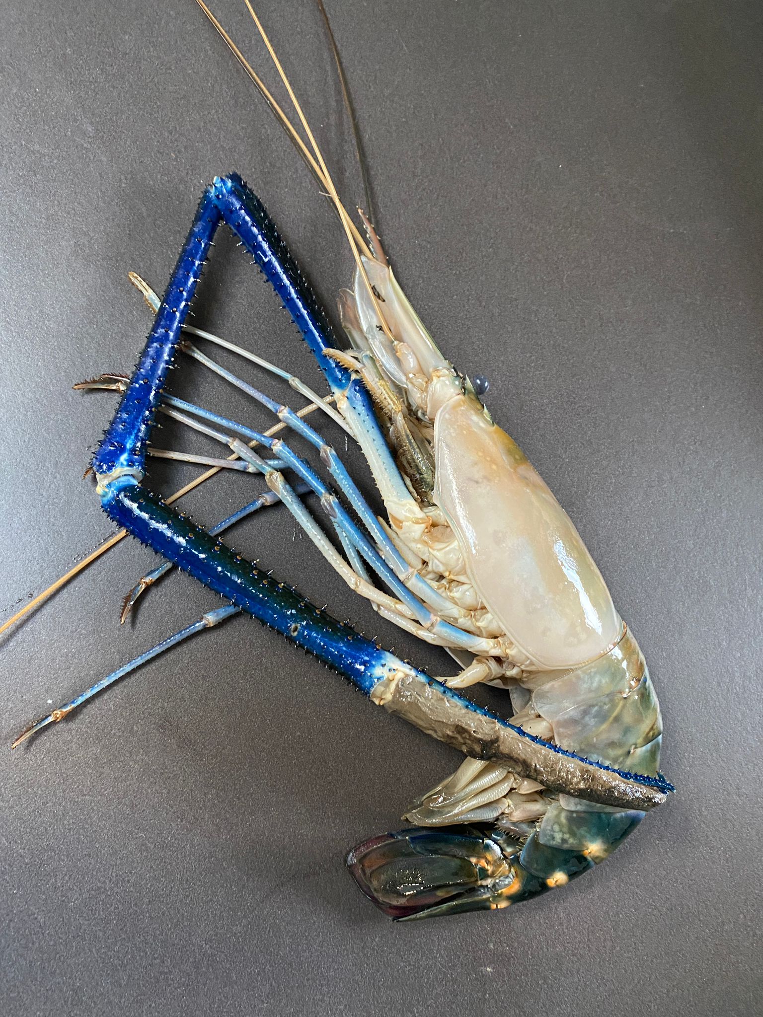 Gambero blu